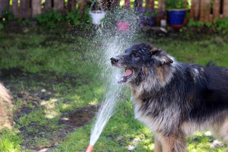 watering the dog in the garden. Watering the dog.の写真素材