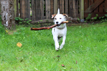 Jack Russell Terrier playing with a stick in the garden. Selective focus.