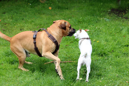 Two dogs playing in the garden on a sunny summer day. Selective focus.