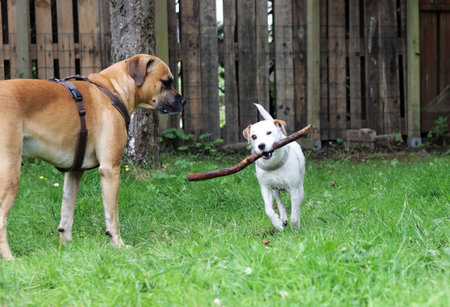 Two dogs play with a stick in the garden. Selective focus.の写真素材