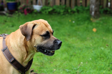 Bullmastiff dog on green grass in the garden, stock photoの写真素材