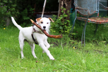 A Jack Russell Terrier dog with a stick in its mouth.