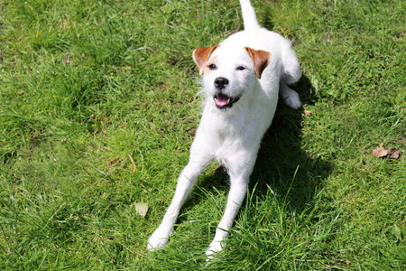 Dog breed Jack Russell Terrier sitting on the grass in the garden