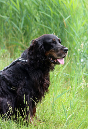 Portrait of a black cocker spaniel sitting in the grass