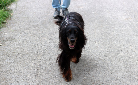 Cocker Spaniel running on the street, closeup of photo