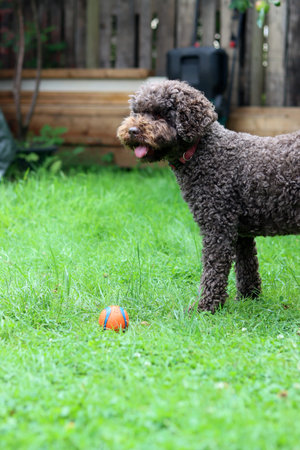 Cute poodle playing with a ball on the grass in the garden