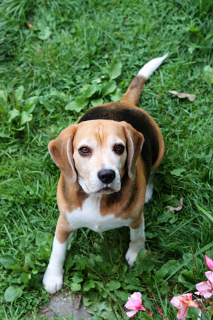 Cute beagle dog sitting on the grass in the garden.の写真素材