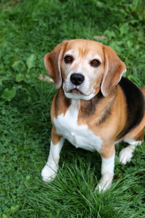 Cute beagle dog sitting on green grass in the park.の写真素材
