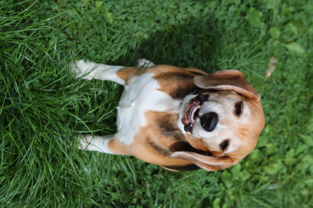 Beagle dog lying on green grass. Top view. Copy space.の写真素材