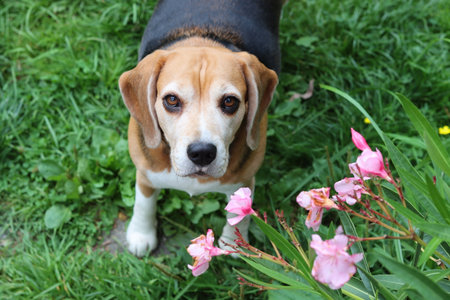 Beagle dog sitting on the grass with pink flowers in the gardenの写真素材