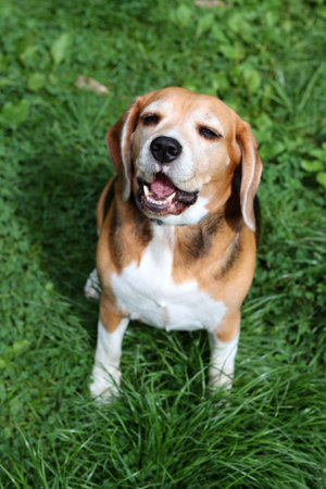 Portrait of a cute beagle dog sitting on the grass.