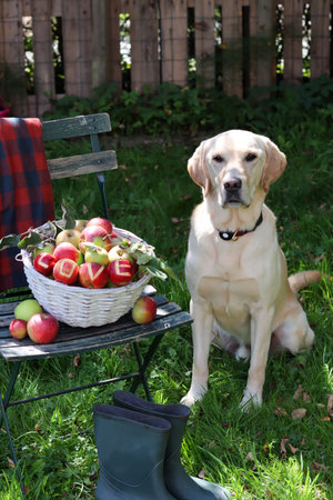 Labrador Retriever sitting in the garden with a basket of applesの写真素材