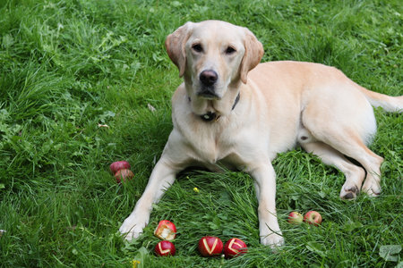 Labrador Retriever lying on the grass with red apples.の写真素材