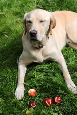 Labrador Retriever lying on the grass with apples and flowersの写真素材