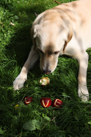 Labrador retriever with red apples on green grass, closeupの写真素材