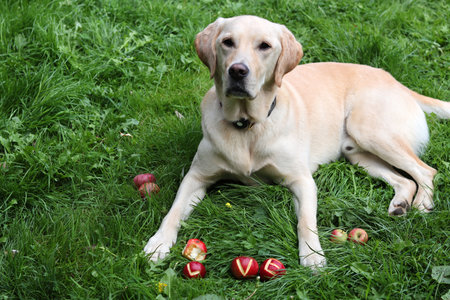 Labrador Retriever sitting in the grass.の写真素材
