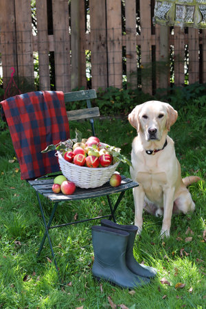 Labrador Retriever sitting in the garden with basket of applesの写真素材