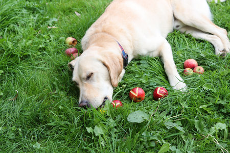 Labrador retriever lying on green grass with red applesの写真素材