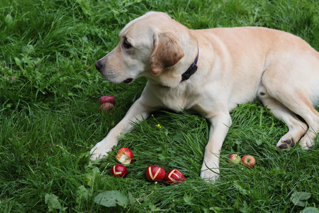 Labrador retriever lying on the grass with apples in the gardenの写真素材