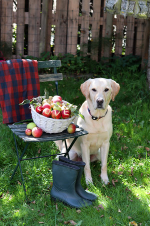 Labrador Retriever and basket of apples on a garden benchの写真素材