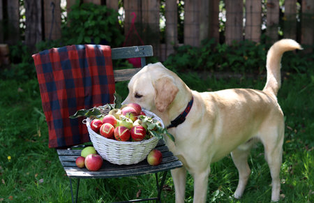 Labrador Retriever with a basket of apples on a benchの写真素材