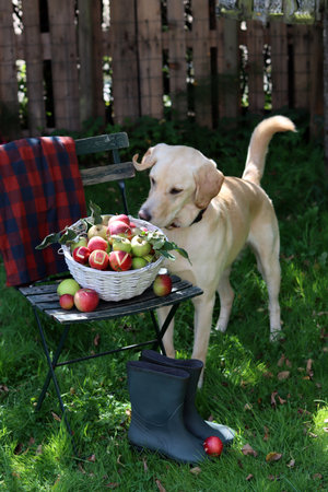 Labrador Retriever and basket of apples on chair in gardenの写真素材