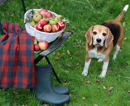 beagle dog with basket of apples and basket of apples in gardenの写真素材