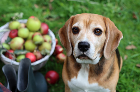Portrait of a beagle dog in the garden with apples.の写真素材