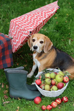 Beagle dog with basket of apples, umbrella and boots on grassの写真素材