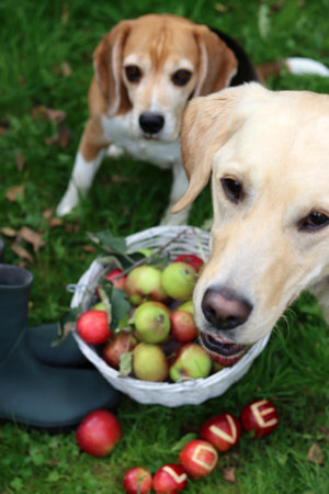 Two dogs playing in the garden with apples and a basket of applesの写真素材