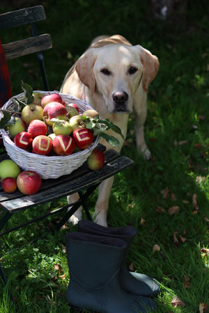 Labrador Retriever with a basket of apples in the gardenの写真素材