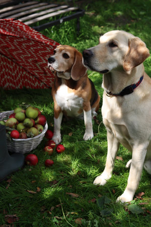 two dogs in the garden with applesの写真素材