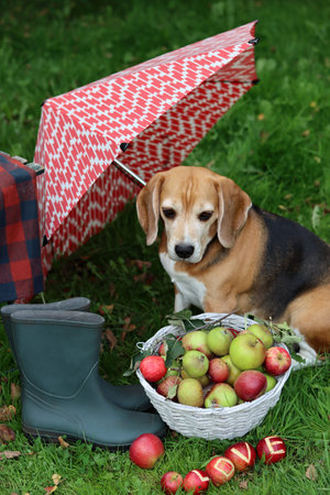 Beagle dog with basket of apples and boots on grassの写真素材