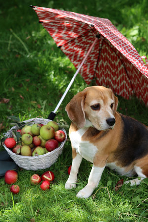 Beagle dog and basket of apples under umbrella on green grass in parkの写真素材