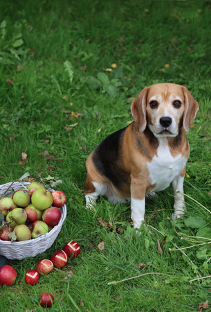 Beagle dog sitting on the grass with apples and basket of applesの写真素材