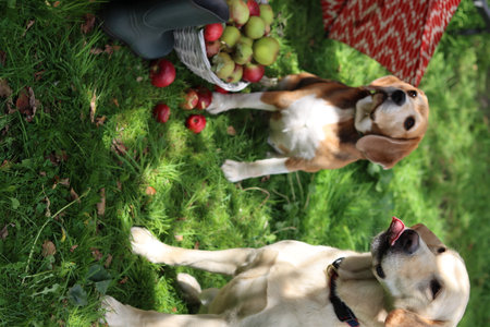 Two dogs lying on the grass and playing with apples in the gardenの写真素材