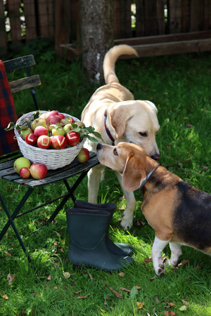 Labrador Retriever and Beagle dog with apples in the gardenの写真素材