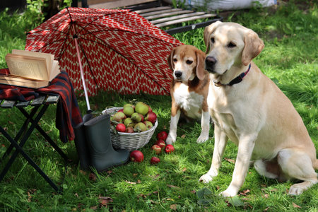Two dogs sitting on the grass with a basket of apples and an umbrellaの写真素材