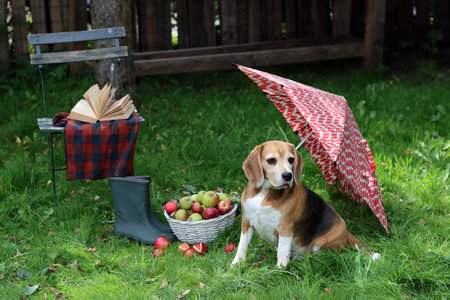 Beagle dog sitting on the grass with a basket of apples and an umbrellaの写真素材