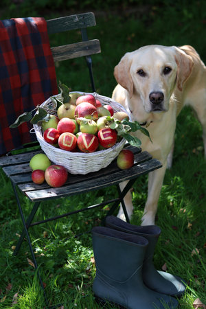 Labrador Retriever and apples in basket on chair in gardenの写真素材