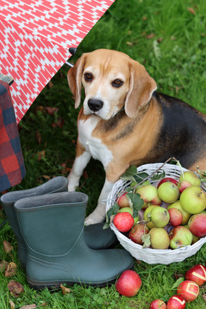 Beagle dog sitting next to a basket of apples and an umbrellaの写真素材