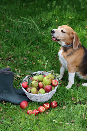 Beagle dog with basket of apples and boots on green grass.の写真素材
