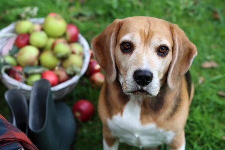 Cute beagle dog sitting on the grass with basket of applesの写真素材