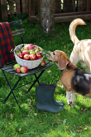 Beagle dog and a basket of apples on a picnic table.の写真素材