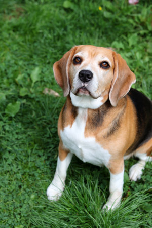 Cute beagle dog sitting on green grass in summer garden.の写真素材