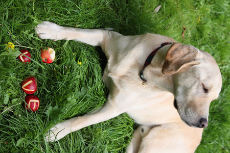 Labrador retriever dog lying on the grass and eating apples.の写真素材