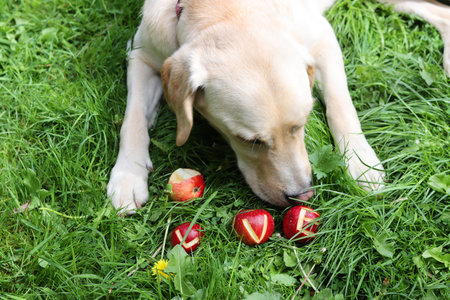 Labrador retriever with apples on green grass, closeupの写真素材