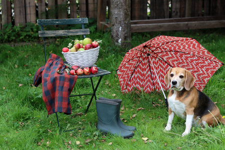 Beagle dog and a basket of apples under an umbrella in the gardenの写真素材