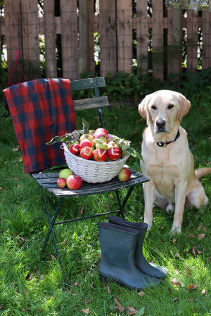 A labrador retriever sitting next to a picnic basket with applesの写真素材