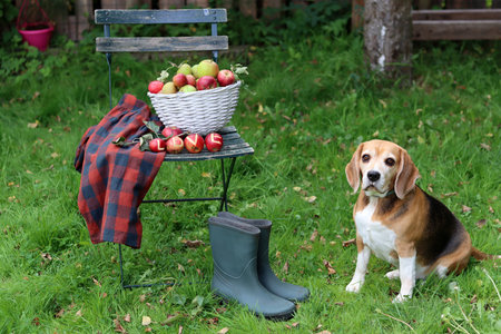 beagle dog with basket of apples and checkered plaidの写真素材